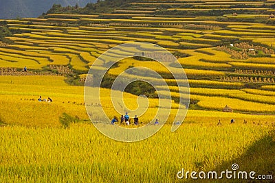 Terraced rice fields - Many people are working Editorial Stock Photo